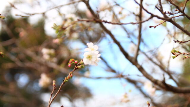 飛鳥山 十月桜