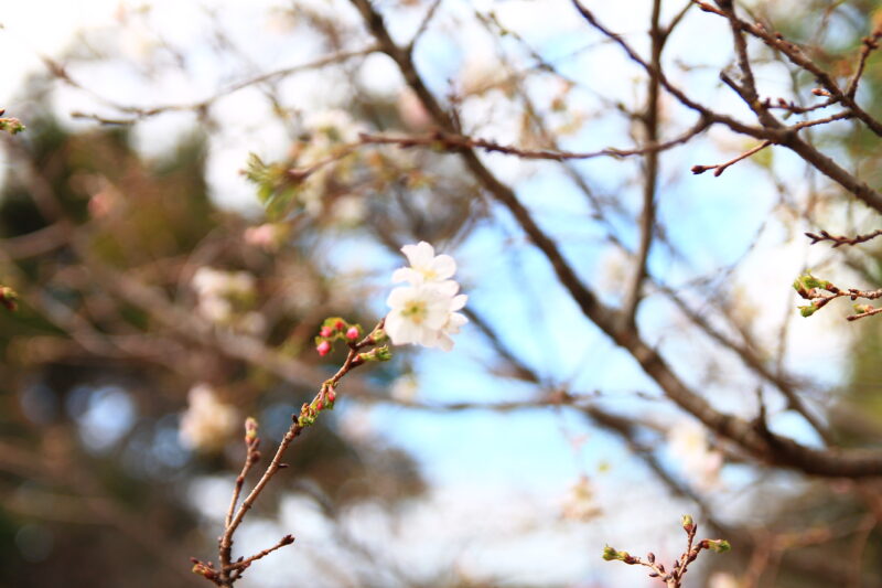 飛鳥山 十月桜