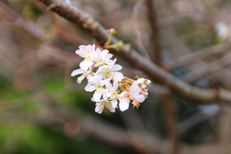 飛鳥山 十月桜