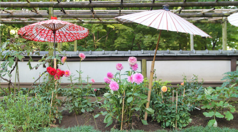 上野公園 上野東照宮 ぼたん苑 ダリア展