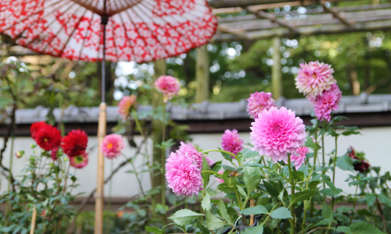 上野公園 上野東照宮 ぼたん苑 ダリア展