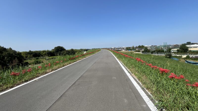 彼岸花群生地　大久保浄水場