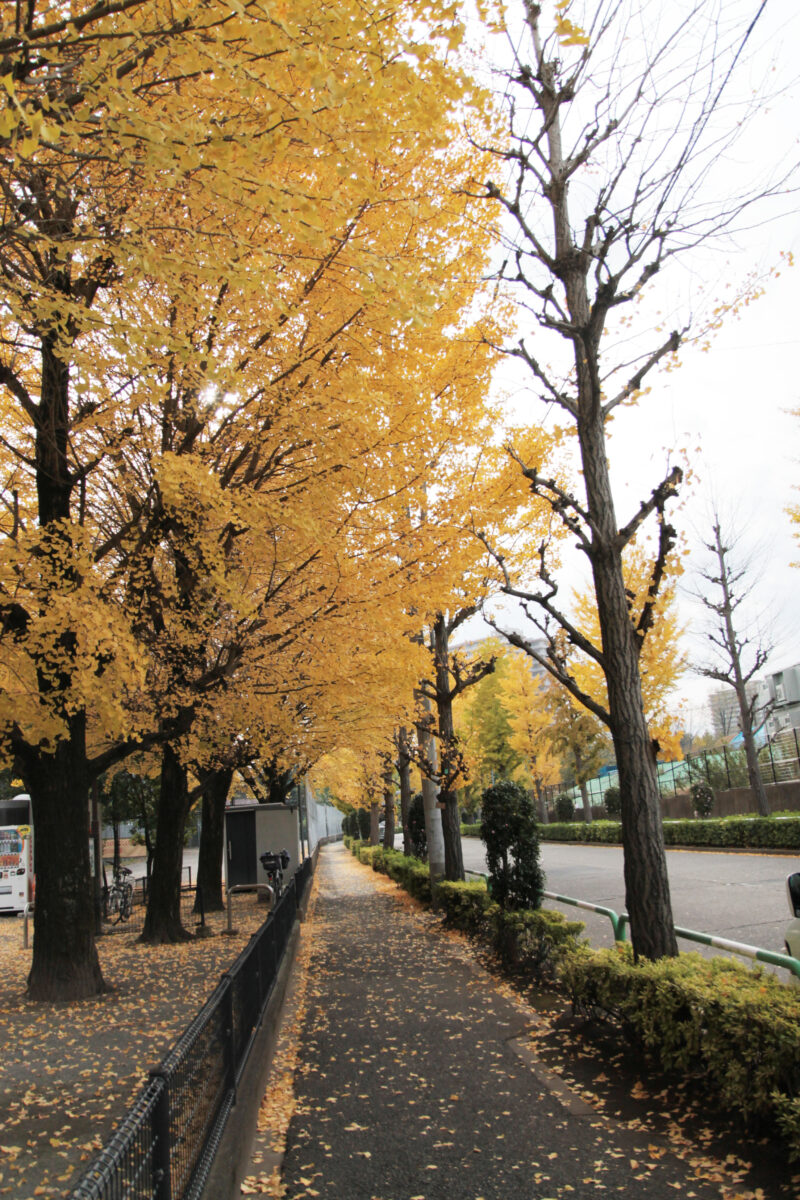 赤羽緑道パークブリッジ付近 イチョウ並木