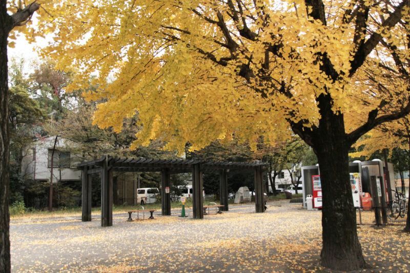 赤羽緑道パークブリッジ付近 イチョウ並木