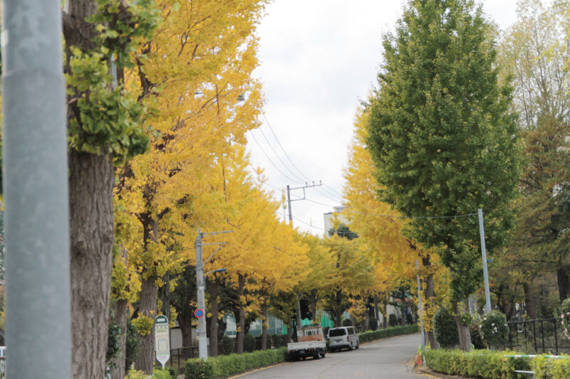 赤羽緑道パークブリッジ付近 イチョウ並木