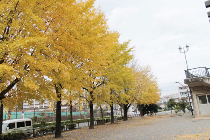 赤羽緑道パークブリッジ付近 イチョウ並木