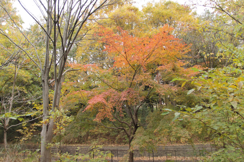 赤羽自然観察公園