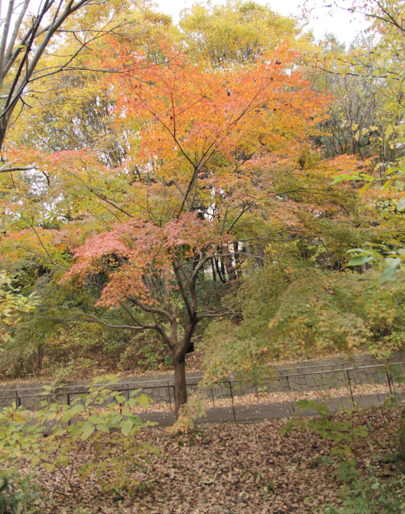 赤羽自然観察公園