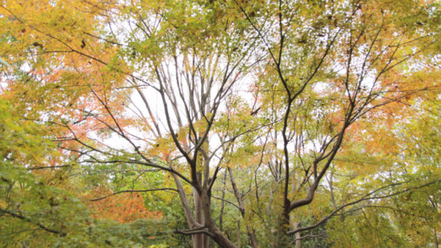 赤羽自然観察公園