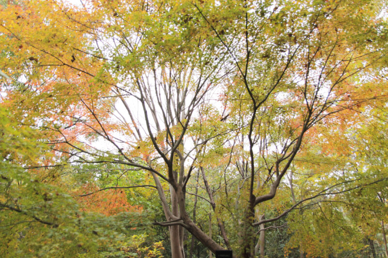 赤羽自然観察公園