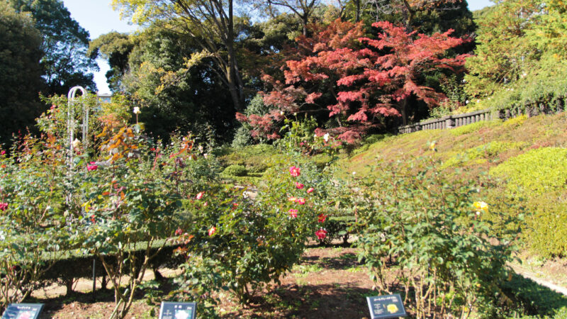 駒込 西ヶ原 旧古河庭園