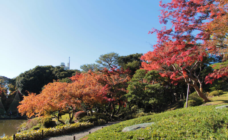 駒込 西ヶ原 旧古河庭園