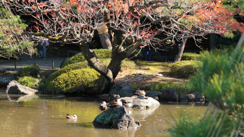 駒込 西ヶ原 旧古河庭園