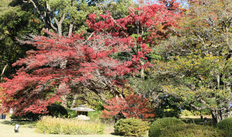 駒込 六義園