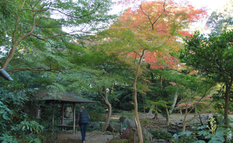 駒込 六義園