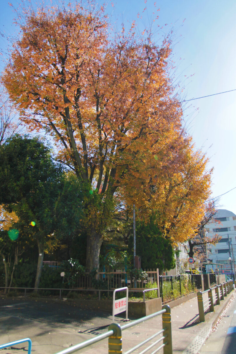 王子六丁目公園