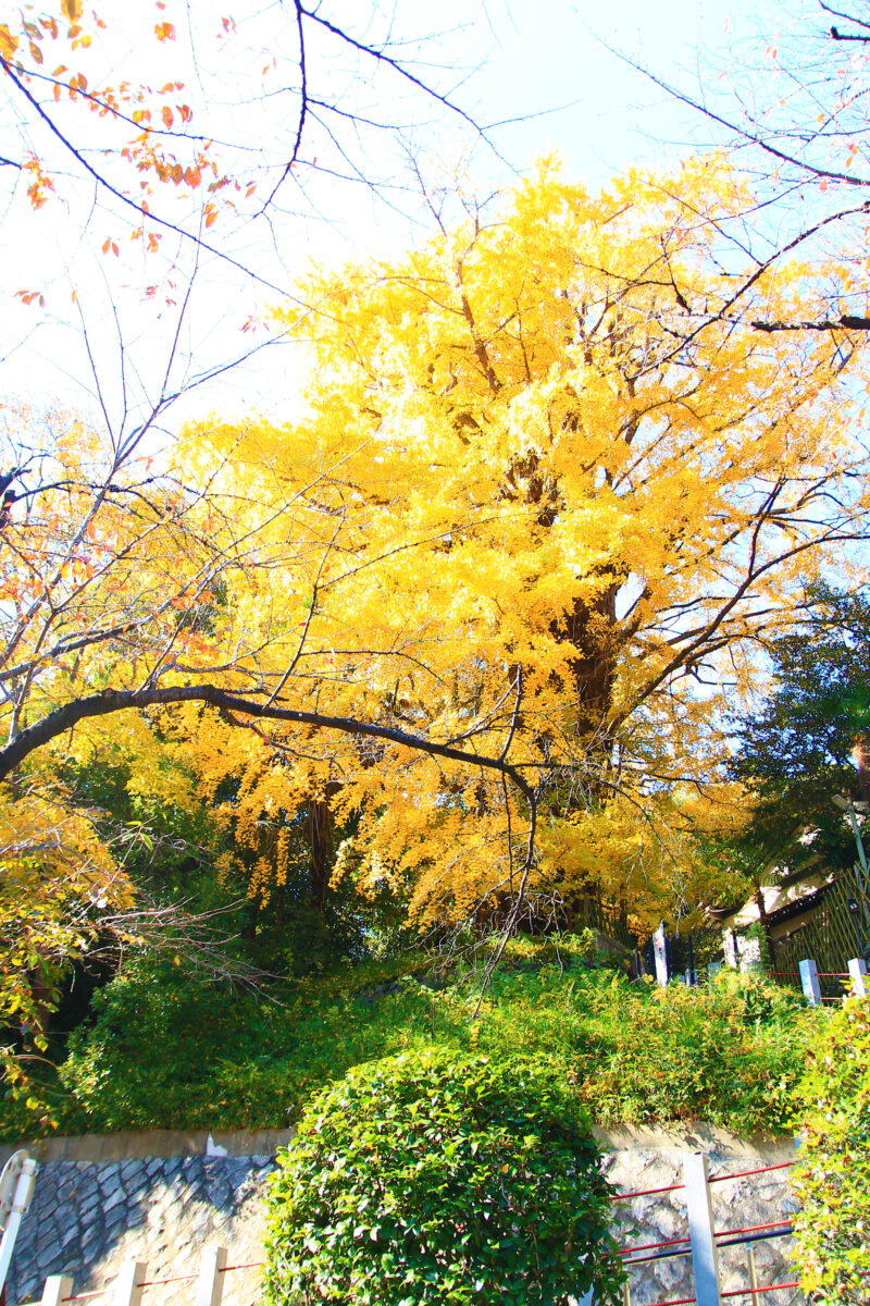 音無親水公園