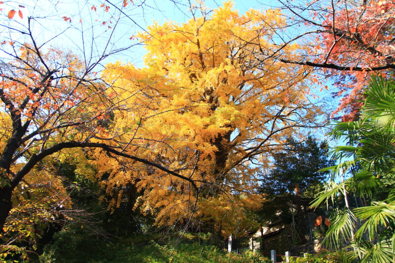 音無親水公園