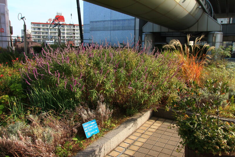 北とぴあ 屋上庭園