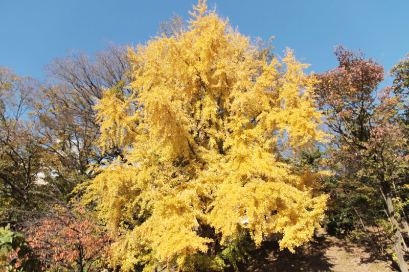 赤羽台さくら並木公園