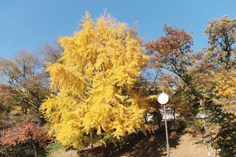 赤羽台さくら並木公園