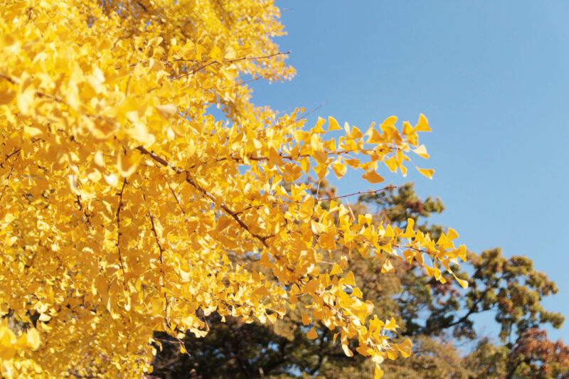 赤羽台さくら並木公園