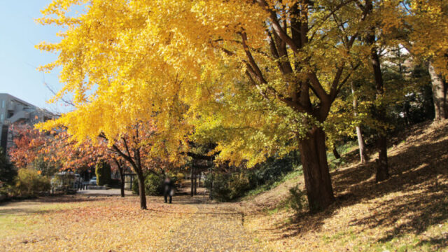 赤羽台さくら並木公園