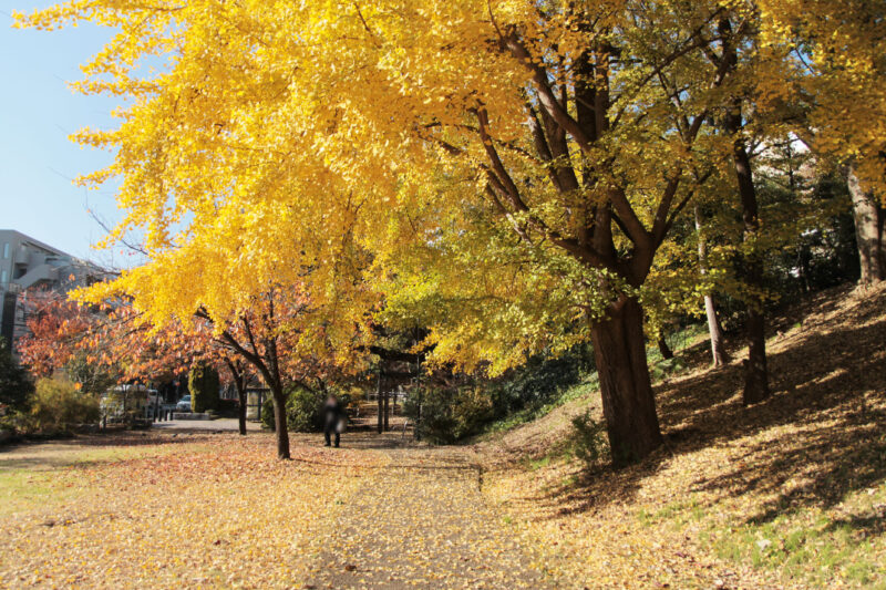 赤羽台さくら並木公園