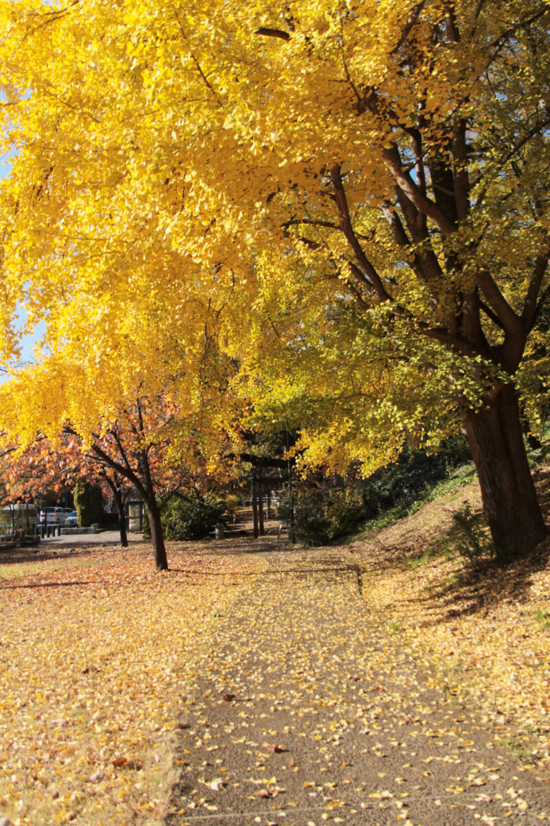 赤羽台さくら並木公園