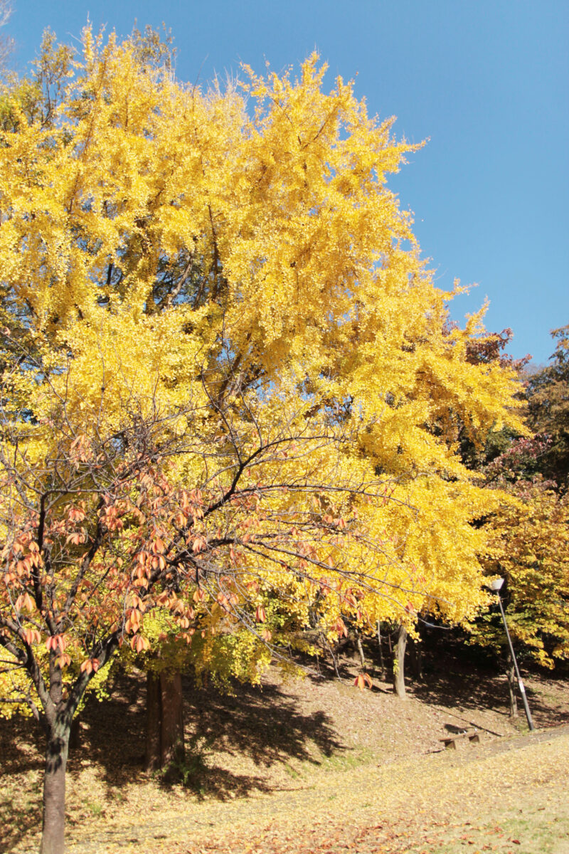 赤羽台さくら並木公園