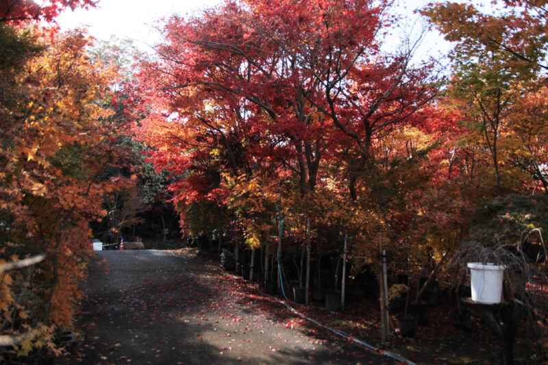 小林もみじ園　川口