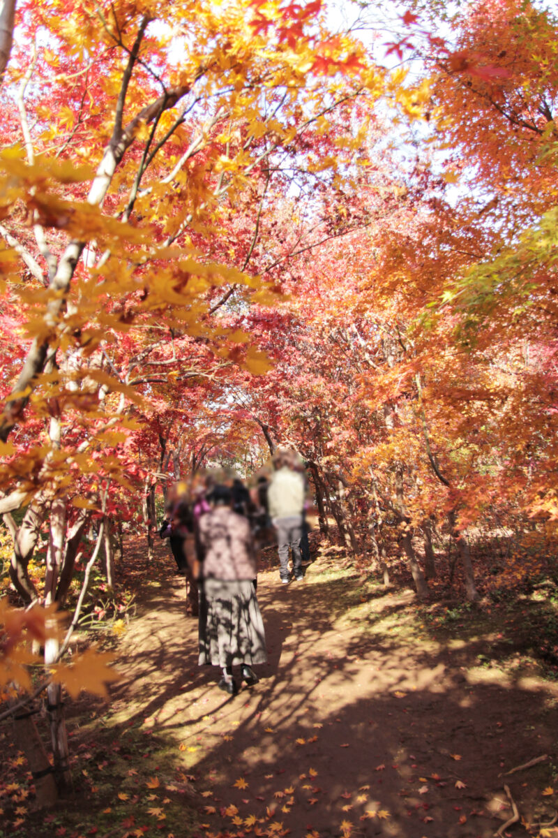 小林もみじ園　川口