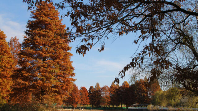 舎人公園 紅葉