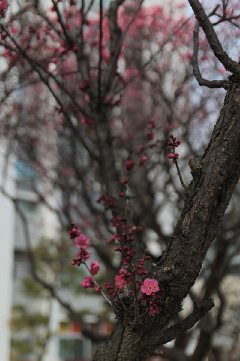 北区立梅公園