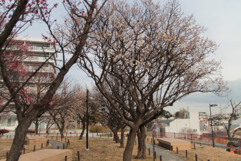 北区立梅公園