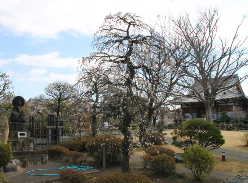 赤羽岩淵 正光寺