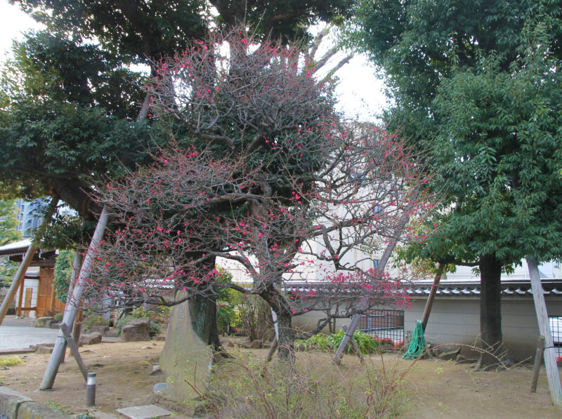 赤羽岩淵 正光寺