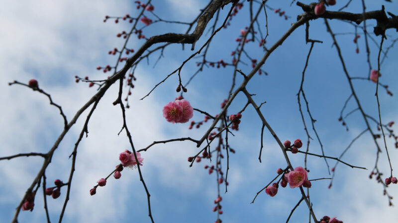 赤羽岩淵 正光寺