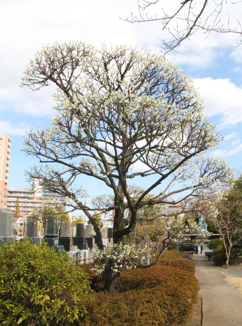 赤羽岩淵 正光寺