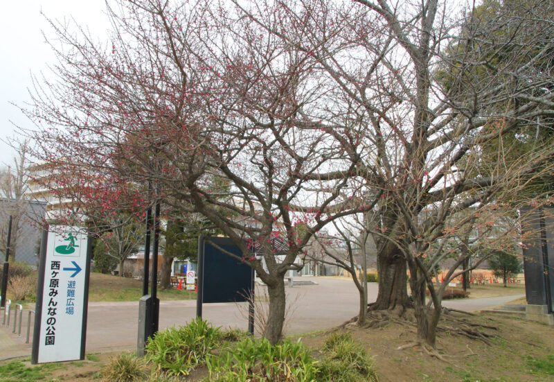 西ヶ原みんなの公園