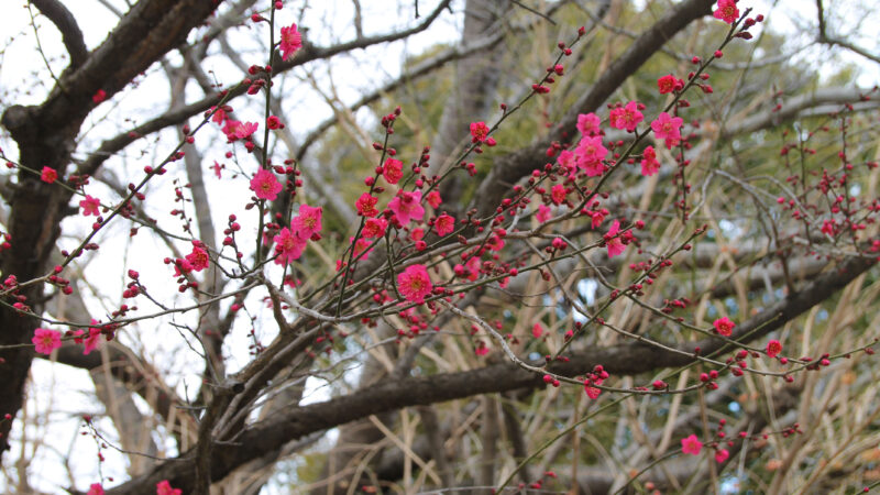 西ヶ原みんなの公園