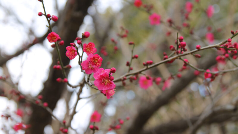 西ヶ原みんなの公園