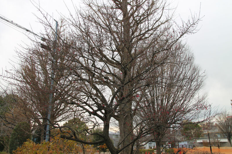 西ヶ原みんなの公園