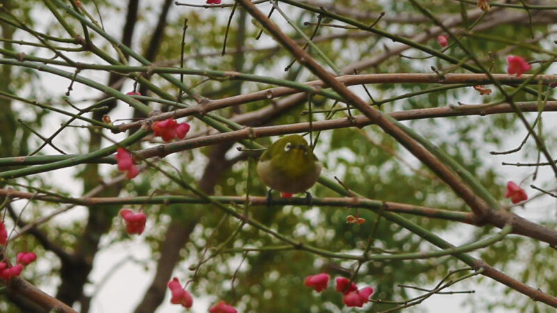 西ヶ原みんなの公園