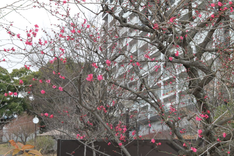 西ヶ原みんなの公園