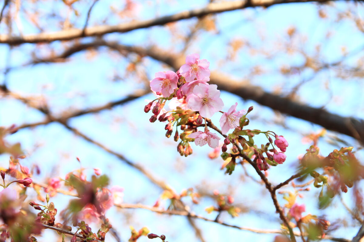 西ヶ原みんなの公園