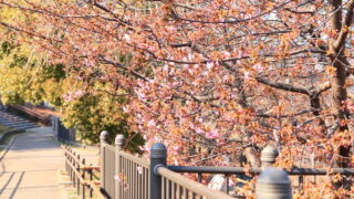 西ヶ原みんなの公園