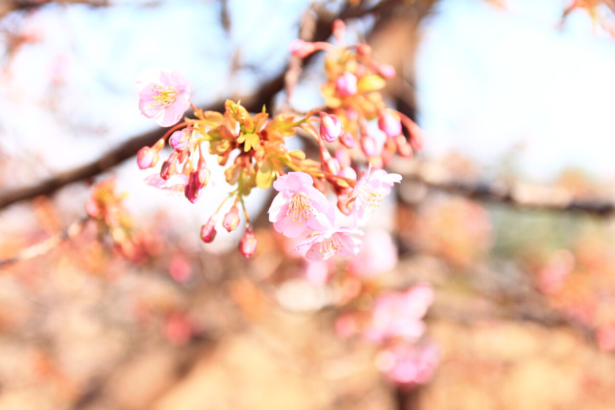 西ヶ原みんなの公園