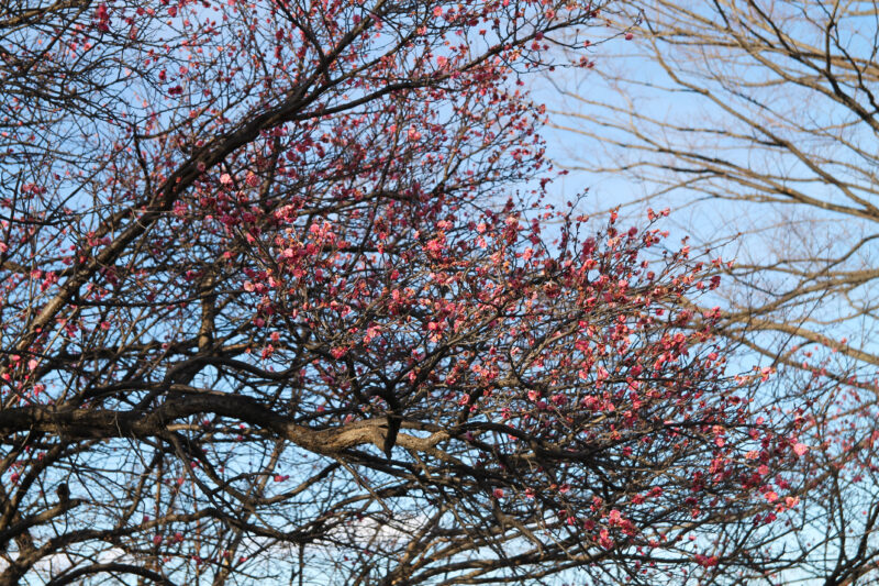 清水坂公園