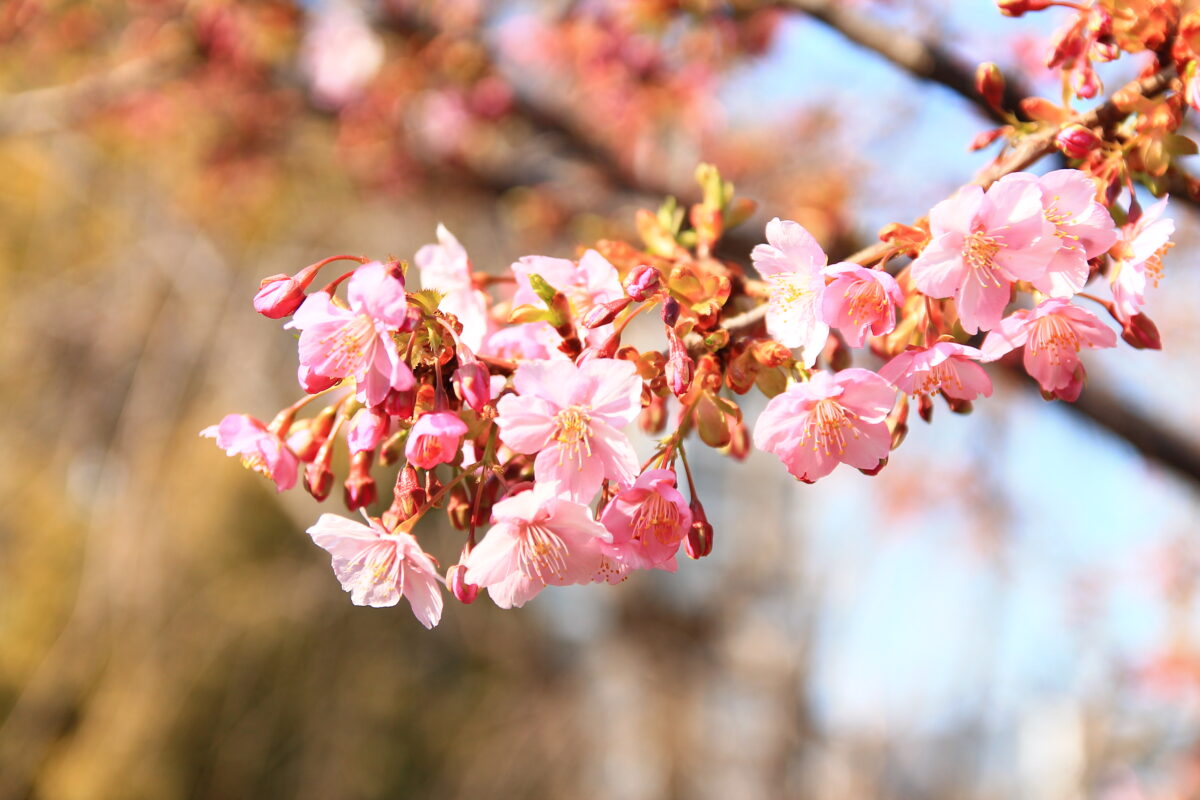 西ヶ原みんなの公園